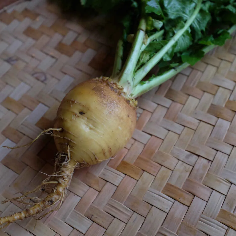 la-bo-te-graines-navet-jaune-boule-d-or-bio-graines-l-gumes image 1