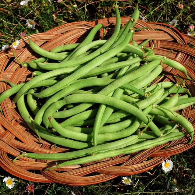 la-bo-te-graines-haricot-delinel-graines-l-gumes-bio-sans-fil image 1