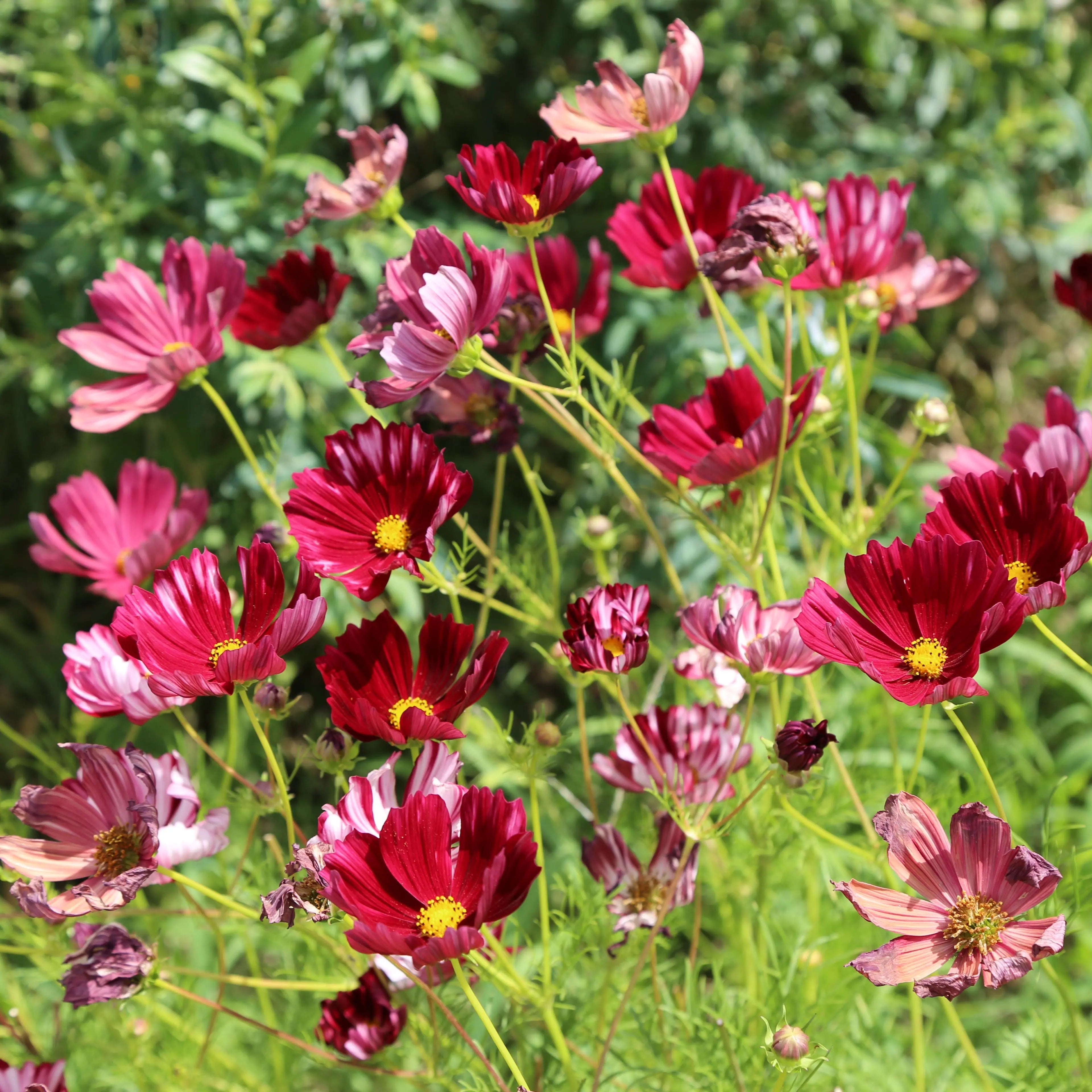 ferme-de-sainte-marthe-cosmos-velouette-graines-fleurs-bio-mellif-re image 1