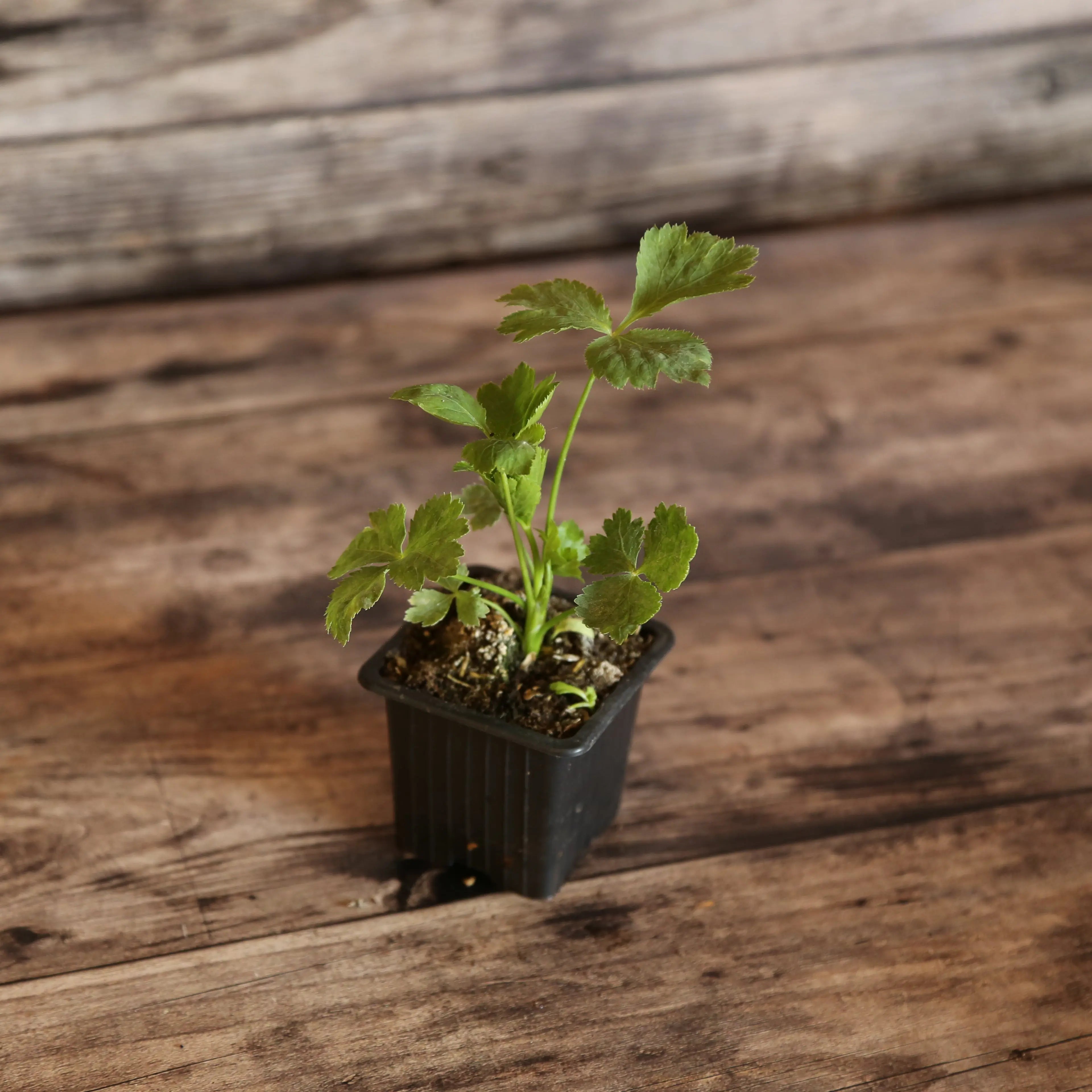 ferme-de-sainte-marthe-persil-mitsuba-plant-bio-japonais-vivace image 1