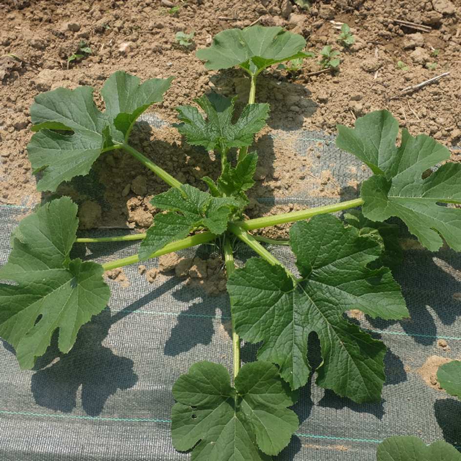 la-bo-te-graines-graines-l-gumes-courgette-blanche-d-egypte-bio-chair-ferme image 4