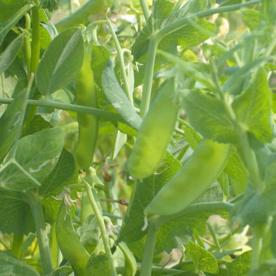 la-bo-te-graines-graines-l-gumes-norli-graines-pois-gourmand-bio image 1