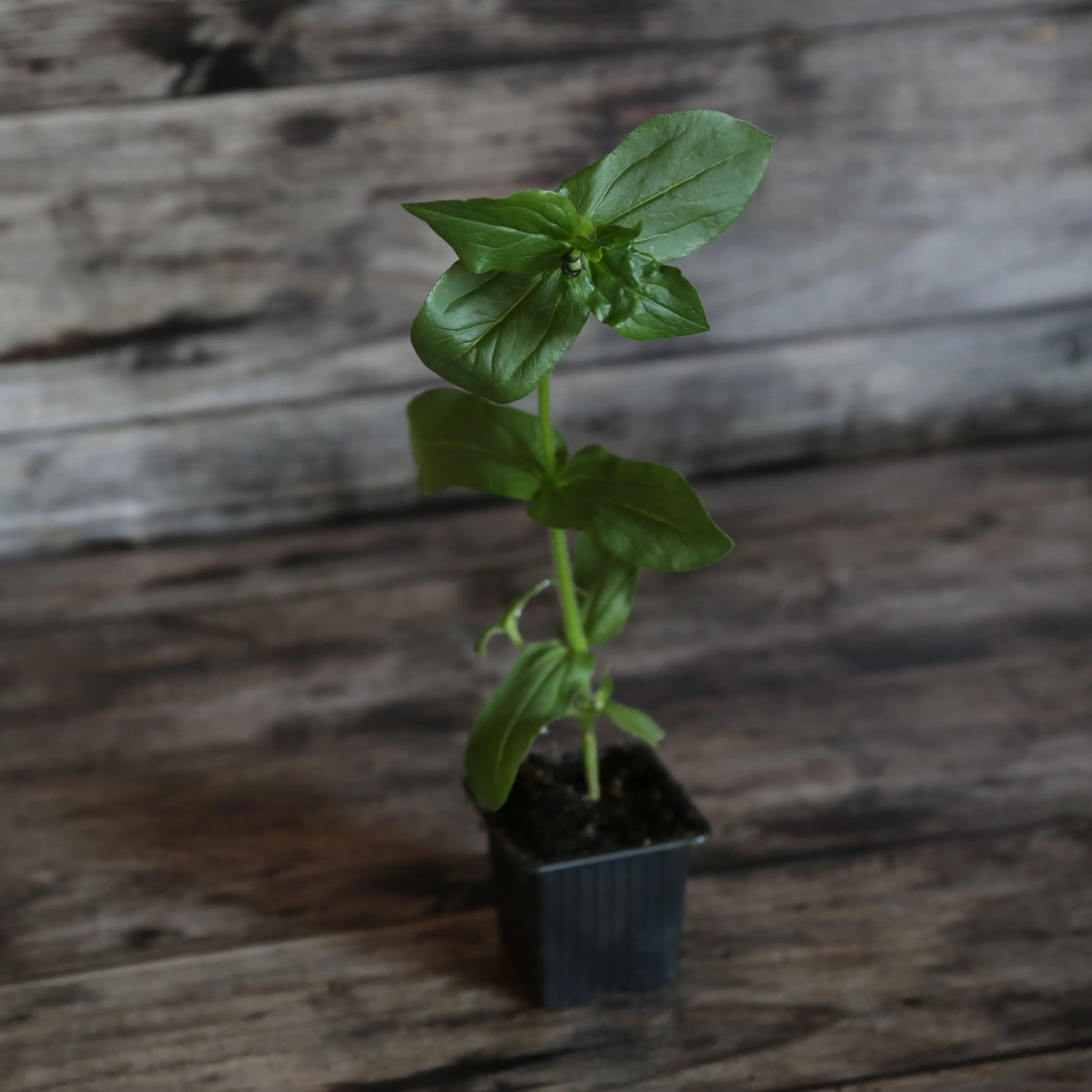 ferme-de-sainte-marthe-zinnia-lilliput-plant-bio-fleurs-vari-es image 1