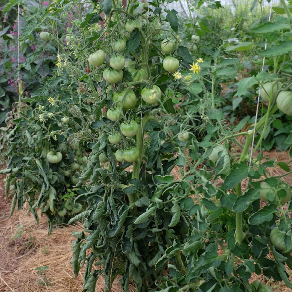 la-bo-te-graines-graines-l-gumes-tomate-beaut-blanche-bio-salade image 2