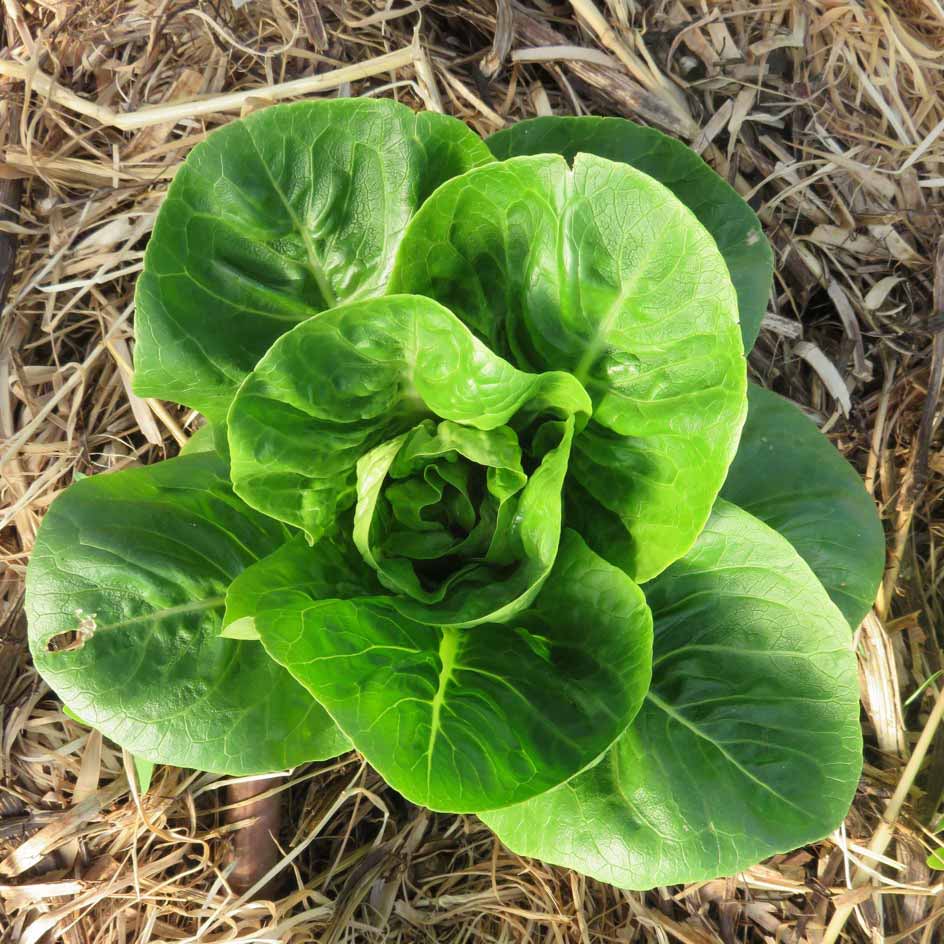 la-bo-te-graines-graines-l-gumes-laitue-sucrine-bio-croquante image 3