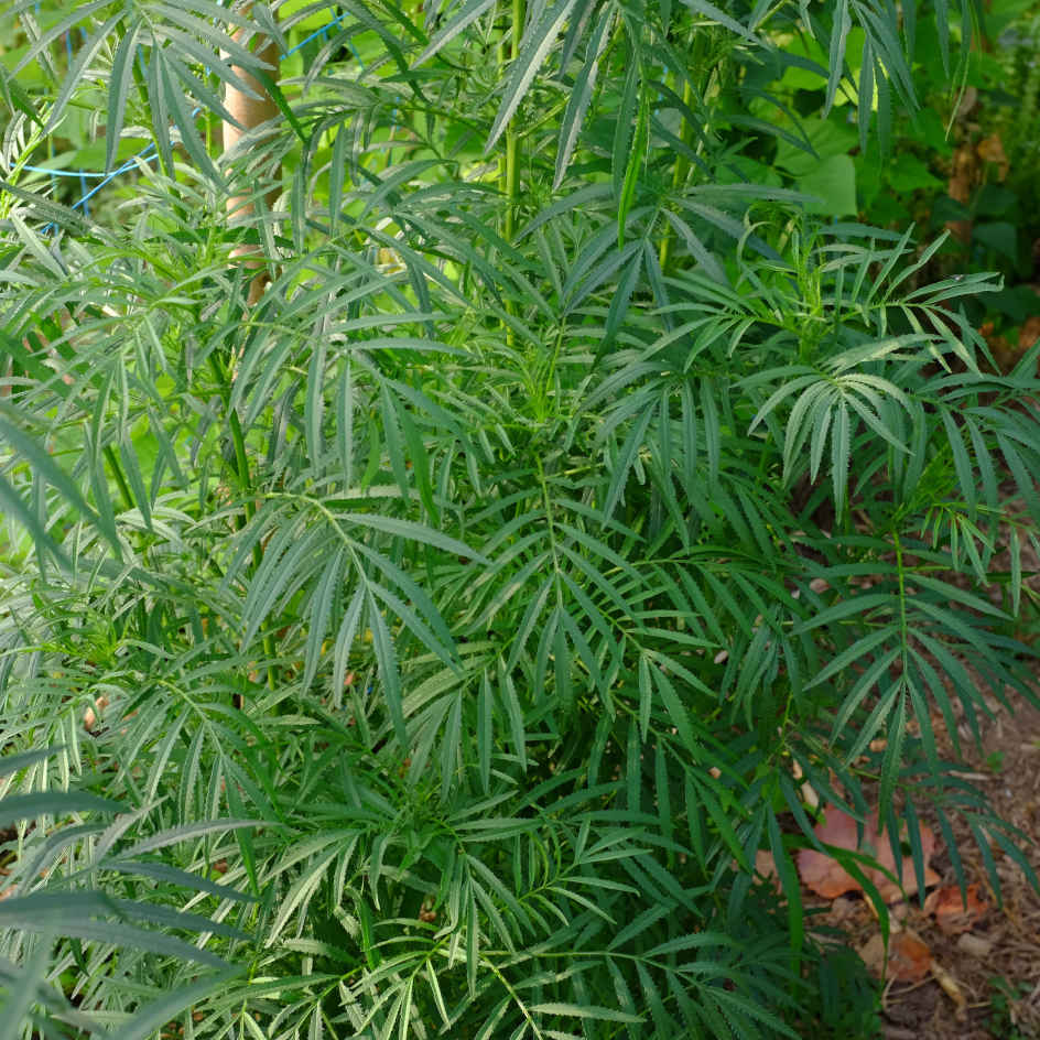 la-bo-te-graines-tagetes-minuta-graines-fleurs-bio-jaune image 2
