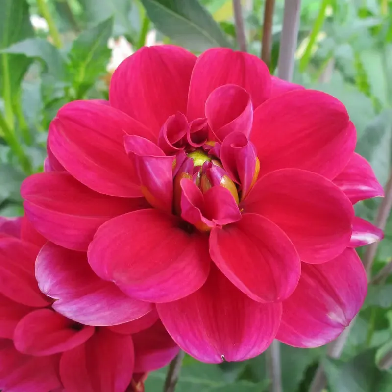 ferme-de-sainte-marthe-mille-feux-bulbe-dahlia-d-coratif-jaune-orang image 1