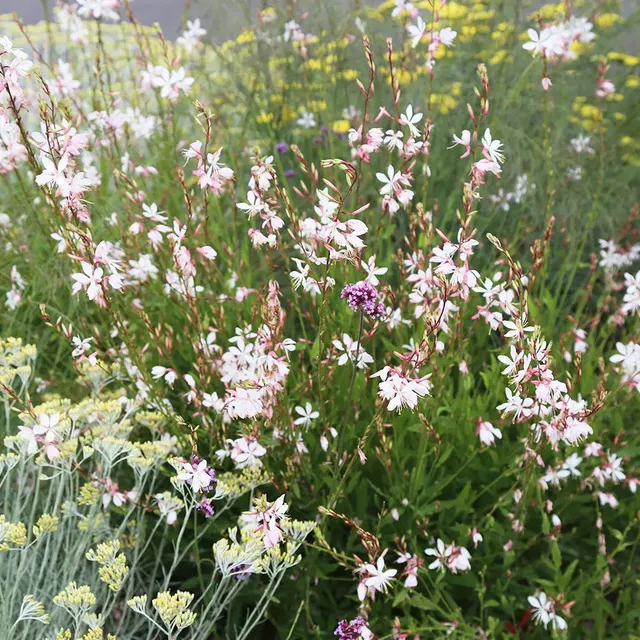 ferme-de-sainte-marthe-gaura-graines-fleurs-vivaces-bio-roses image 1