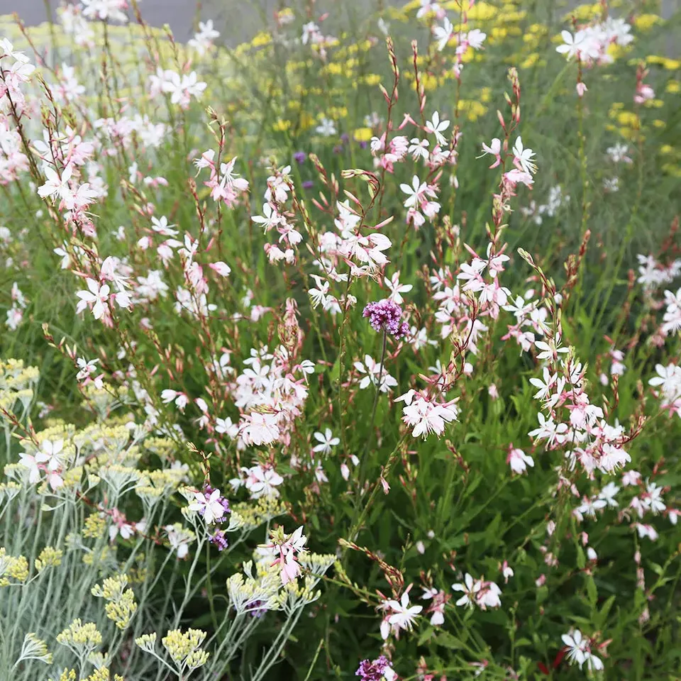 ferme-de-sainte-marthe-gaura-graines-fleurs-vivaces-bio-roses image 1