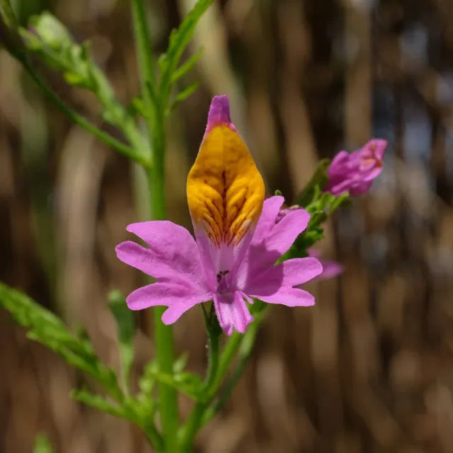 la-bo-te-graines-schizanthus-grahamii-bio-graines-fleurs-roses image 1