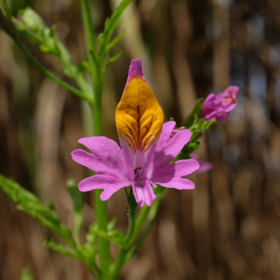 la-bo-te-graines-schizanthus-grahamii-bio-graines-fleurs-roses image 1