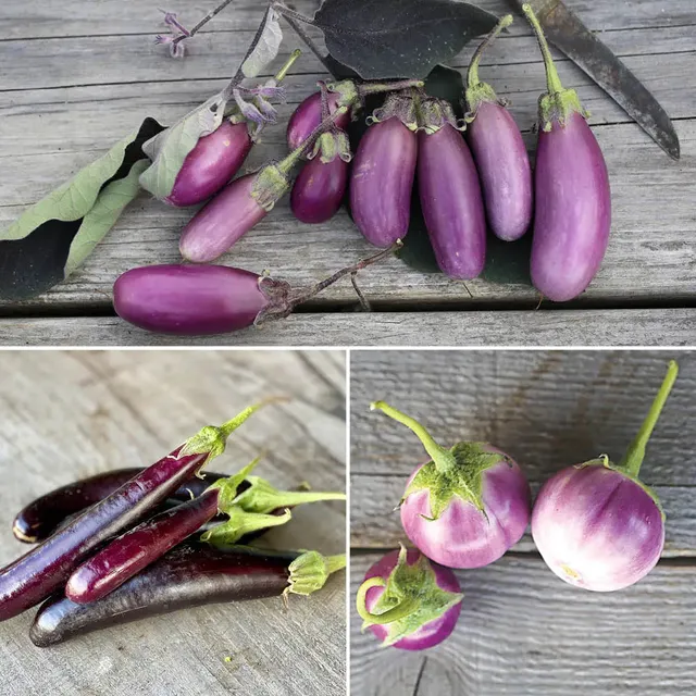 ferme-de-sainte-marthe-aubergines-en-m-lange-graines-bio-sachet image 1