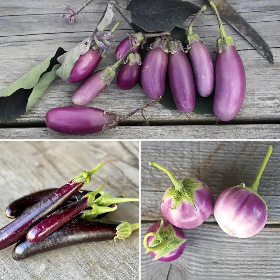 ferme-de-sainte-marthe-aubergines-en-m-lange-graines-bio-sachet image 1