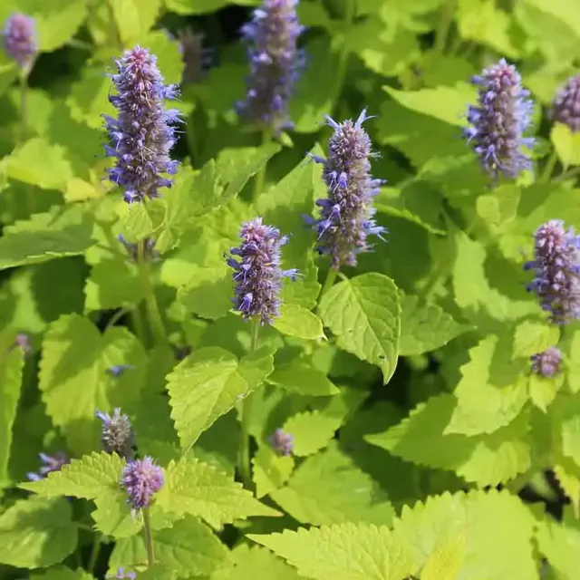 ferme-de-sainte-marthe-agastache-rugosa-graines-fleurs-bio-anis-e image 1