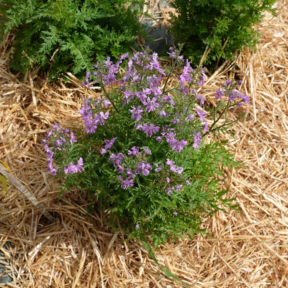 la-bo-te-graines-schizanthus-pinnatus-graines-fleurs-bio-massif image 4