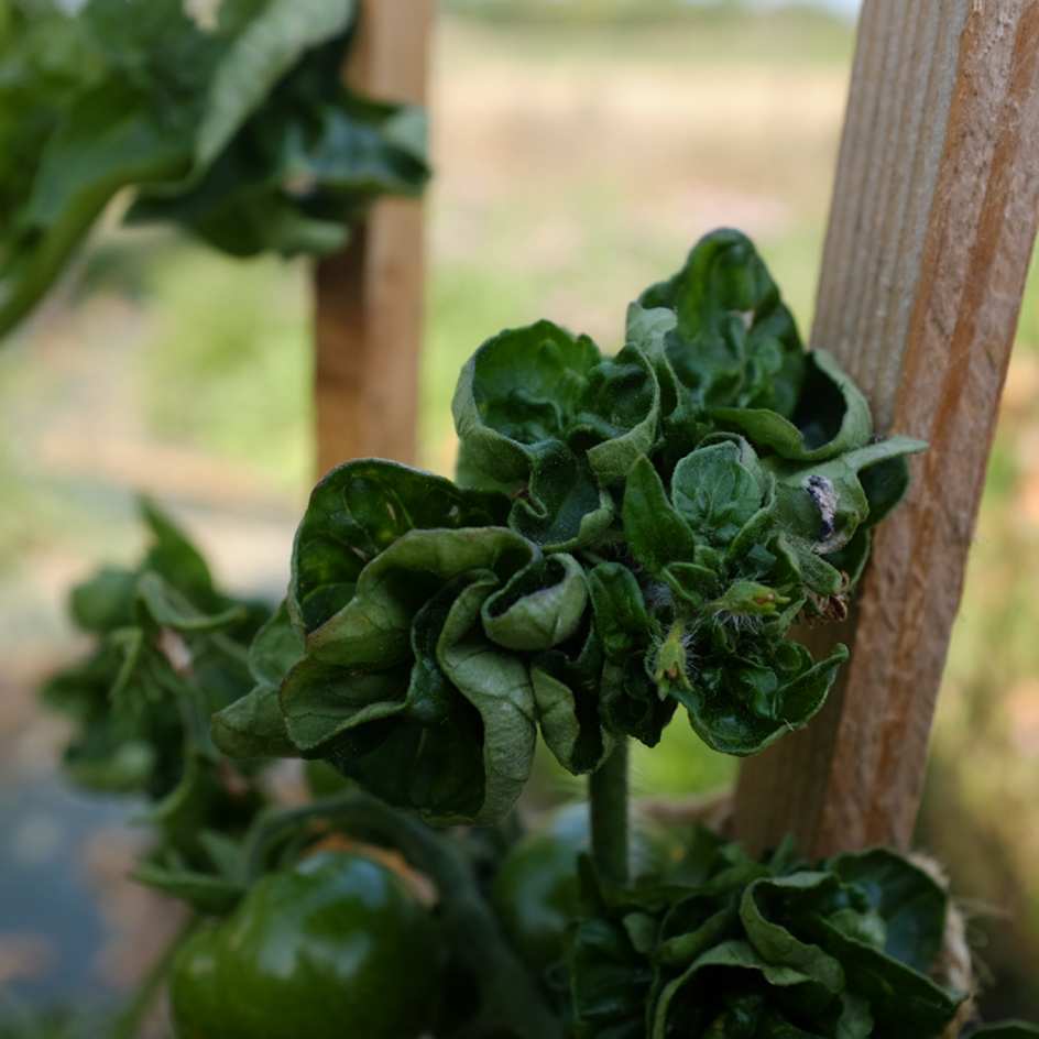 la-bo-te-graines-tomate-stick-graines-bio-cocktail image 6