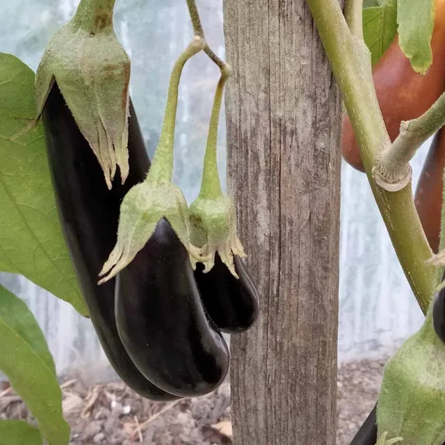 la-bo-te-graines-aubergine-little-finger-bio-graines-violette image 1
