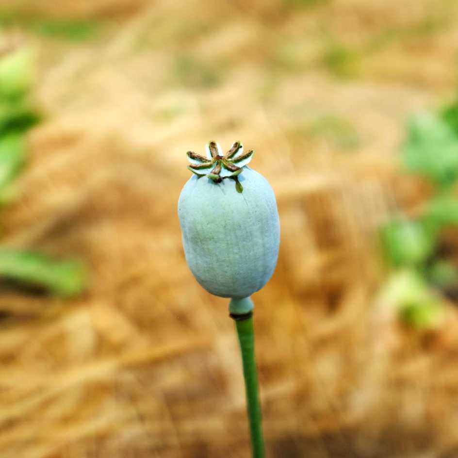la-bo-te-graines-pavot-peshawar-bio-graines-fleurs-blanches image 2