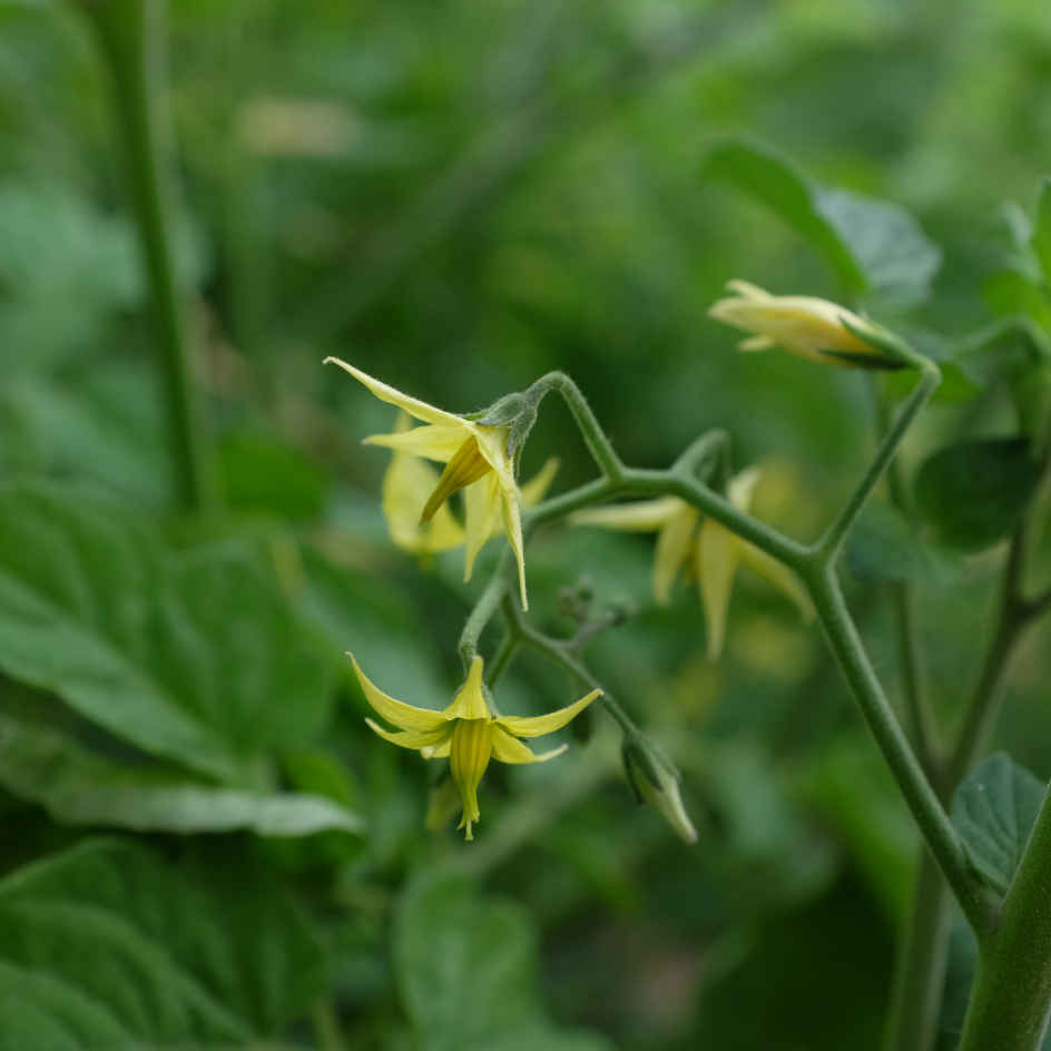 la-bo-te-graines-tomate-groseille-yellow-currant-bio-graines-jaune image 4