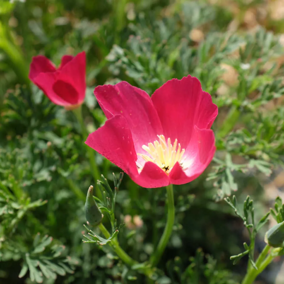 la-bo-te-graines-pavot-californie-carmin-pink-bio-graines-fleurs image 1