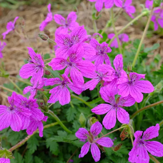 la-bo-te-graines-erodium-manescavii-graines-fleurs-bio-vivace image 1