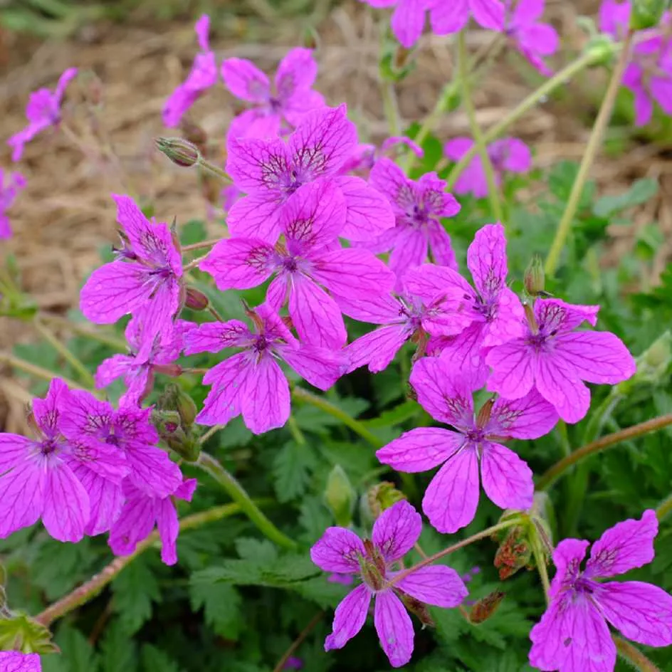 la-bo-te-graines-erodium-manescavii-graines-fleurs-bio-vivace image 1