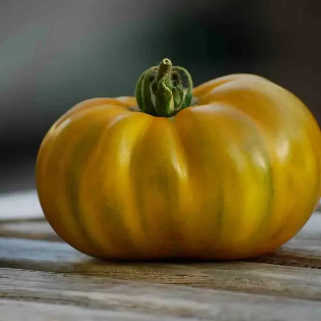 ferme-de-sainte-marthe-tomate-evergreen-graines-bio-verte-sucr-e image 1