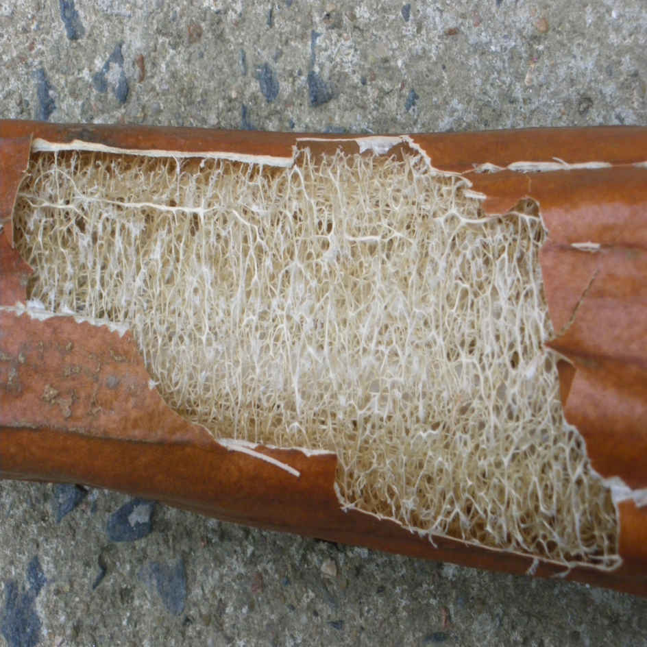 la-bo-te-graines-graines-l-gumes-luffa-courge-ponge-bio image 5