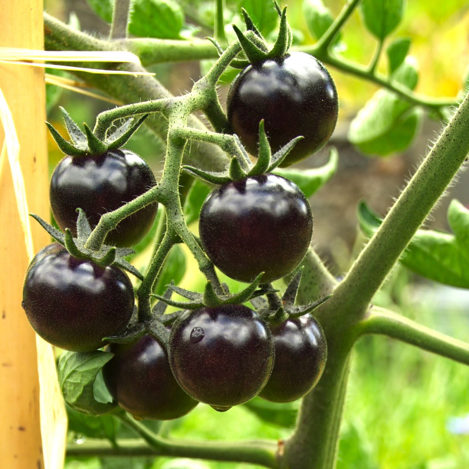 les-semences-de-l-ombelle-bosque-blue-tomate-cocktail-bio image 1