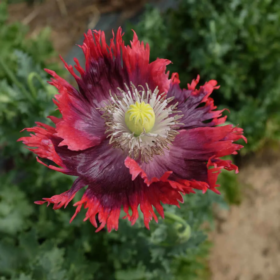 la-bo-te-graines-pavot-drama-queen-bio-graines-fleurs image 1