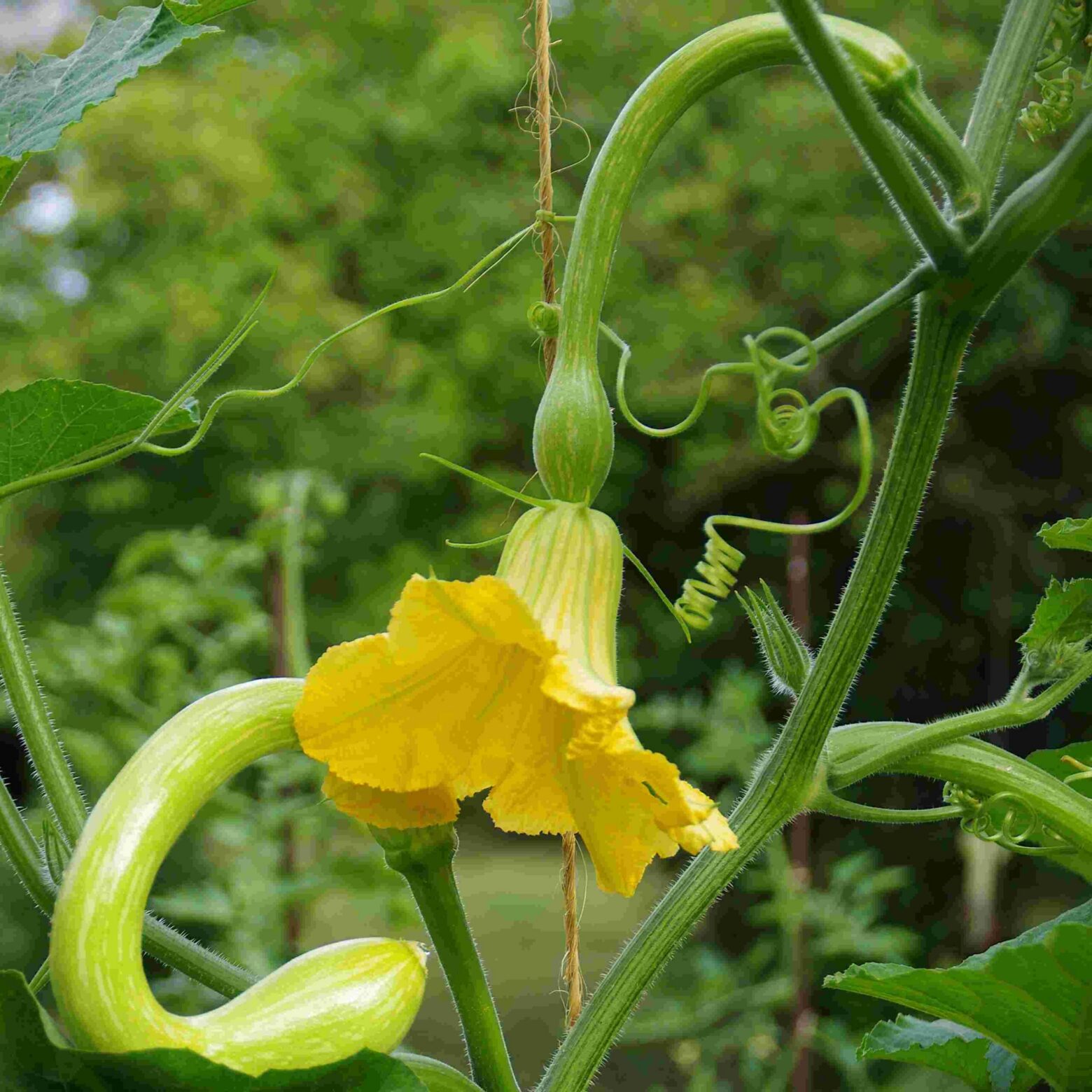 les-semences-de-l-ombelle-albenga-courge-musqu-e-graines-bio image 1