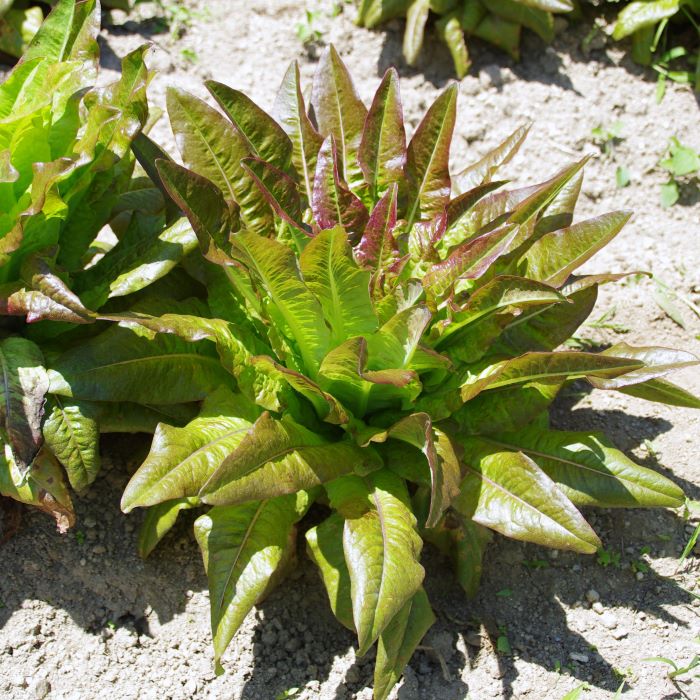 les-semences-de-l-ombelle-laitue-romaine-oreille-du-diable-bio image 2
