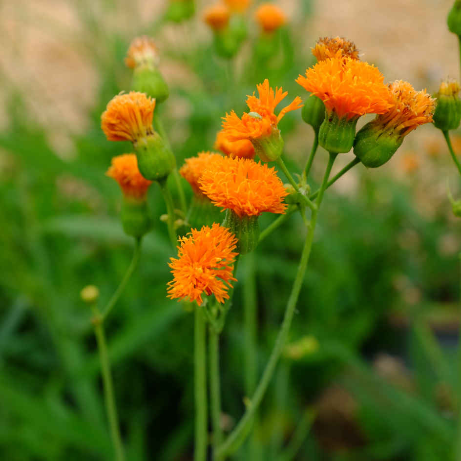 la-bo-te-graines-emilia-javanica-bio-graines-fleurs-pompons-orange image 1