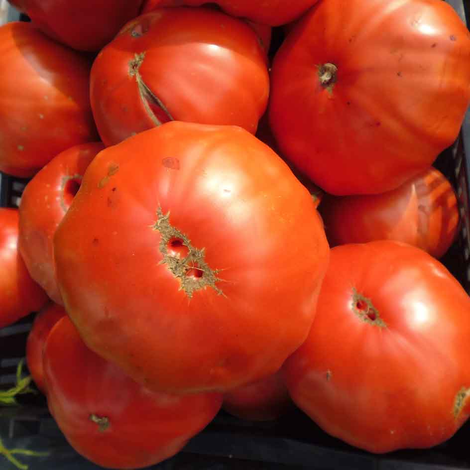 la-bo-te-graines-graines-l-gumes-tomate-italienne-beefsteak-graines-bio image 2