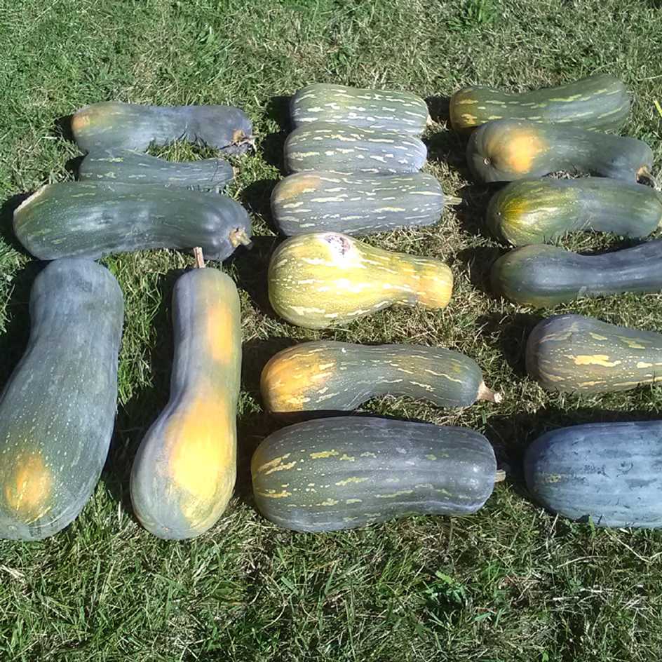 la-bo-te-graines-courge-pleine-de-naples-graines-bio image 1