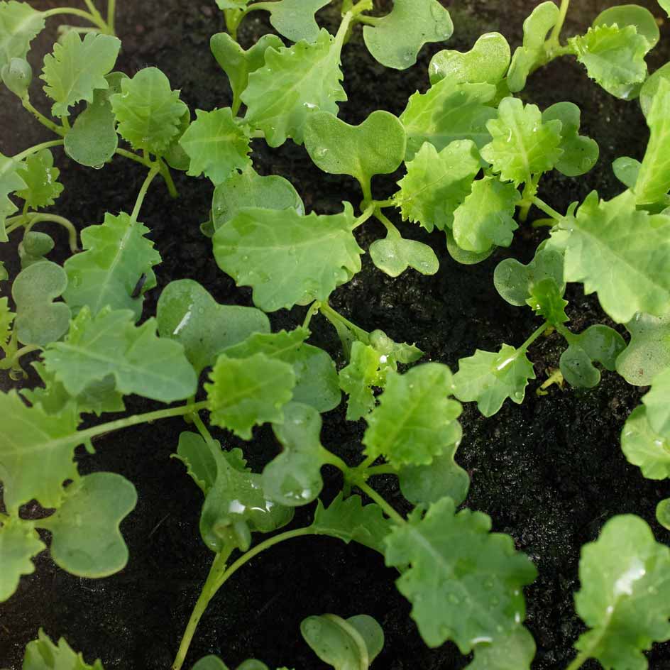 la-bo-te-graines-graines-l-gumes-chou-fris-vert-demi-nain-bio-hiver image 2