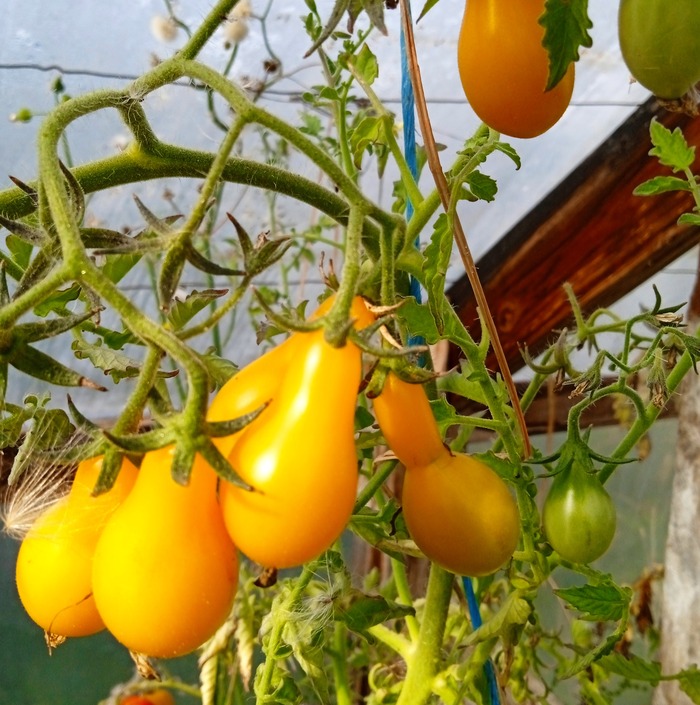 les-semences-de-l-ombelle-tomate-yellow-submarine-graines-bio image 2