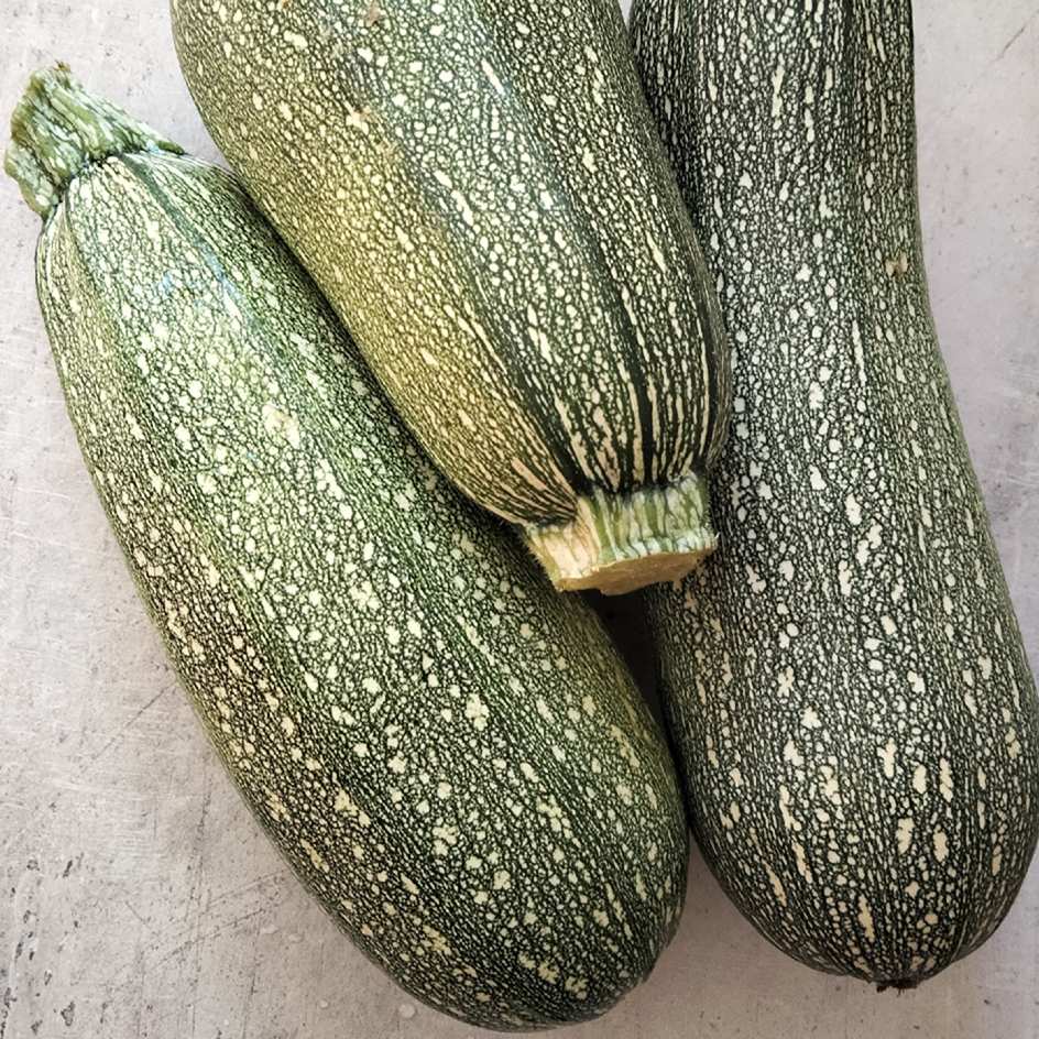 la-bo-te-graines-courgette-petite-grise-de-provence-bio-graines image 2