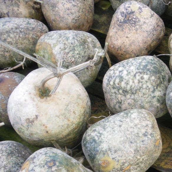 la-bo-te-graines-gourde-apple-bio-graines-fleurs-d-corative image 2