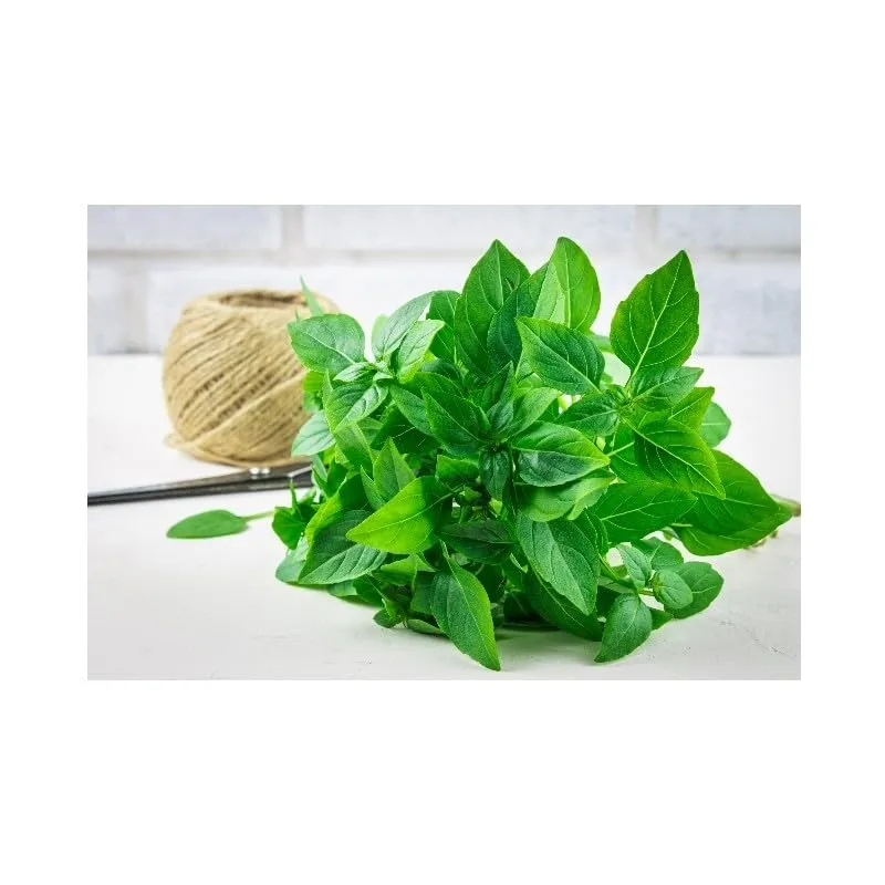 graines-bocquet-basilic-citron-aromatique-graines-1g image 1