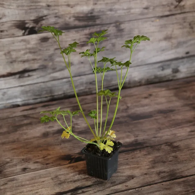 ferme-de-sainte-marthe-persil-fris-plant-aromatique-bio-vert image 1