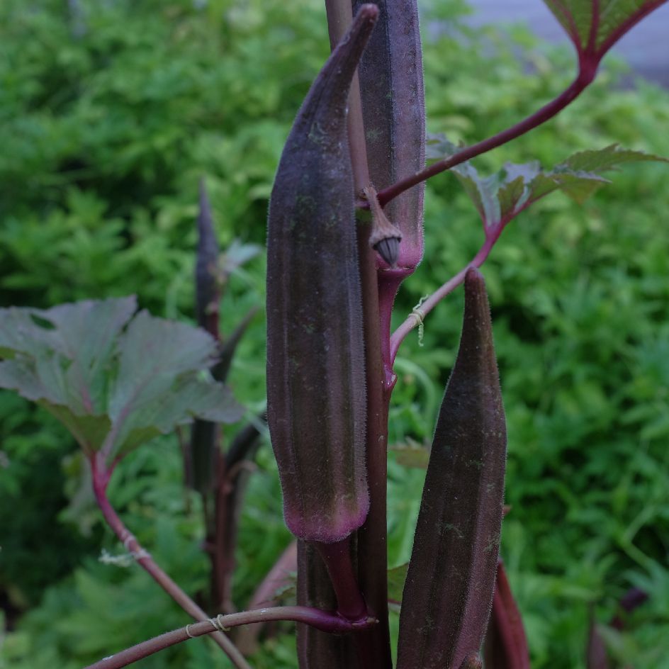 la-bo-te-graines-gombo-red-burgundy-bio-graines-fruits-rouges image 2