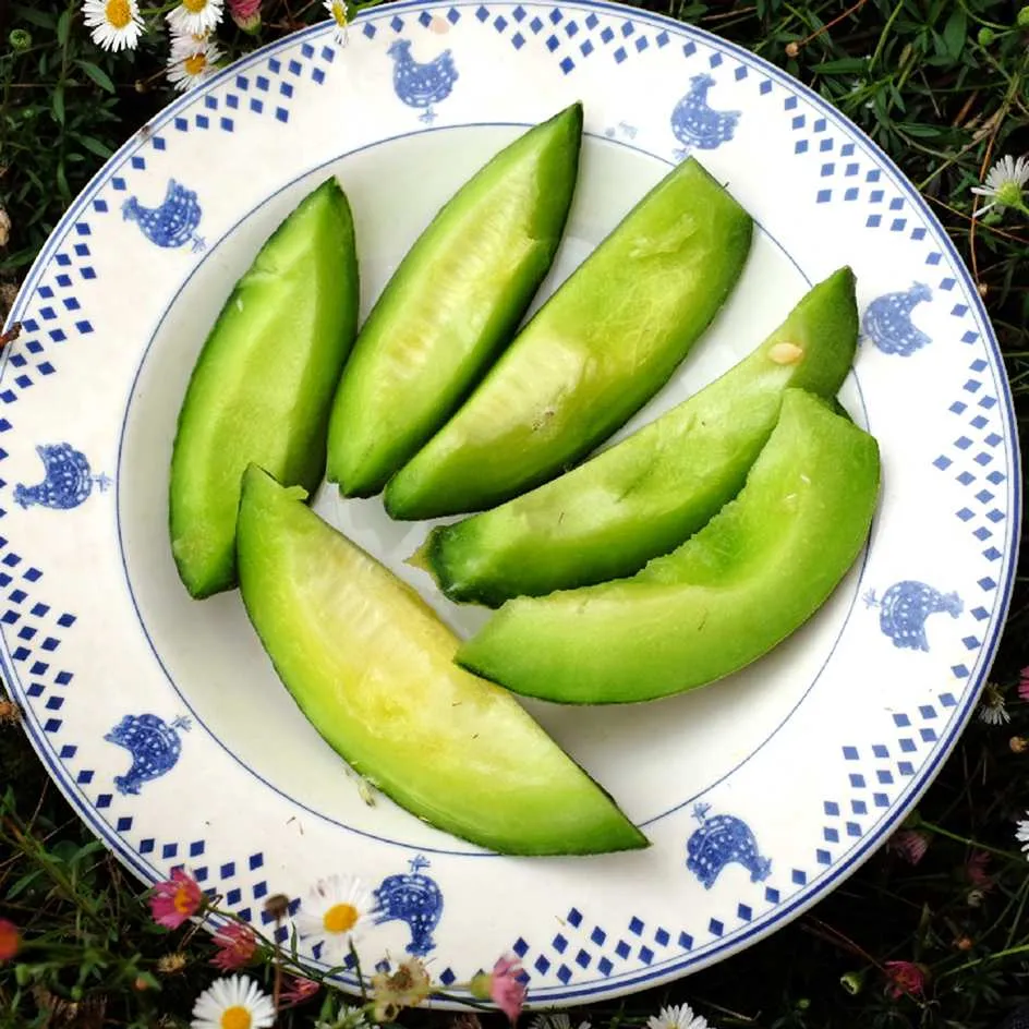 la-bo-te-graines-melon-ogen-bio-graines-potag-res-chair-sucr-e image 1