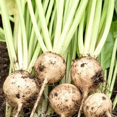 la-bo-te-graines-graines-l-gumes-betterave-albina-vereduna-bio image 1