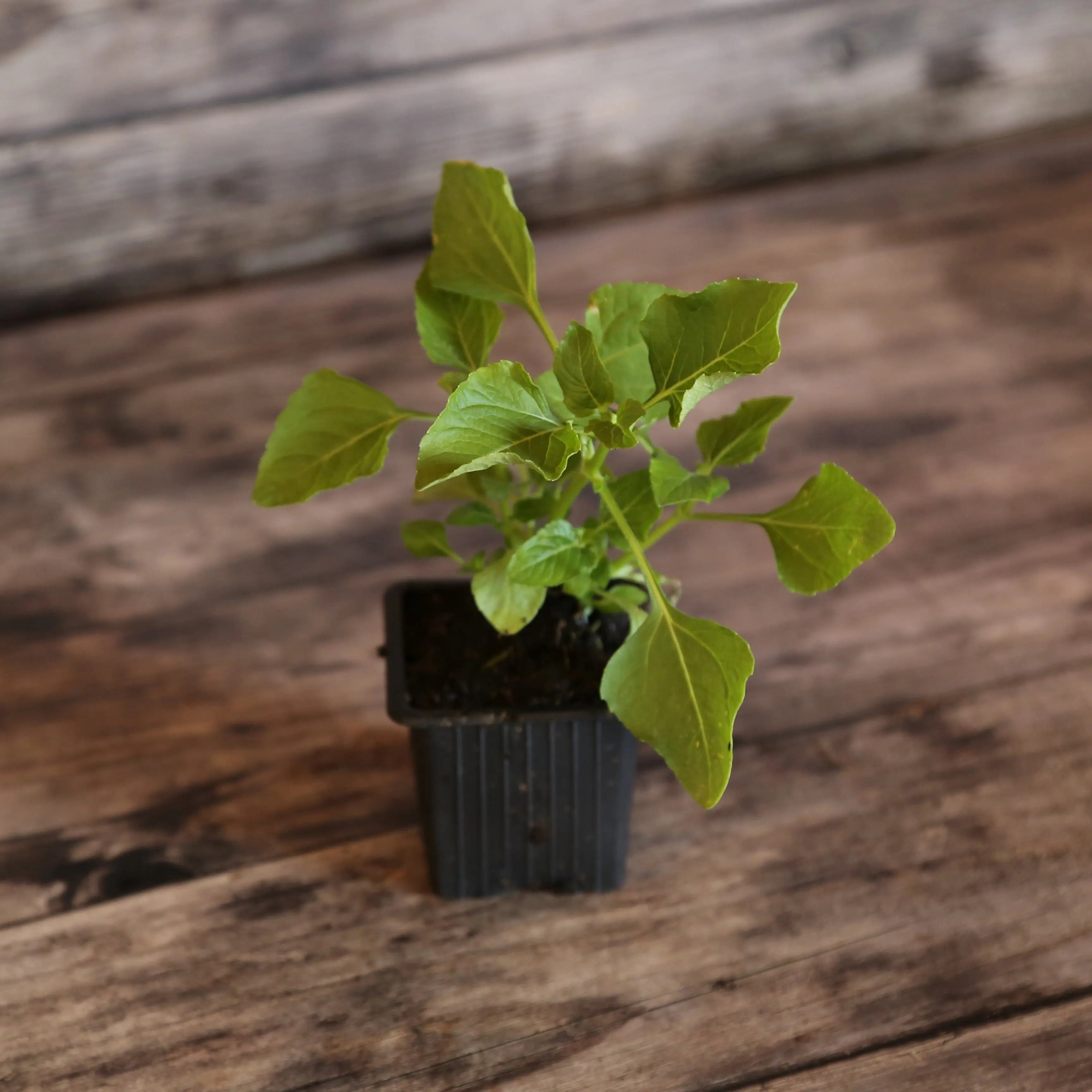 ferme-de-sainte-marthe-cresson-de-para-jaune-plant-bio image 1