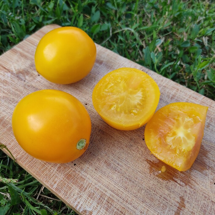 les-semences-de-l-ombelle-tomate-berao-gold-graines-bio image 2