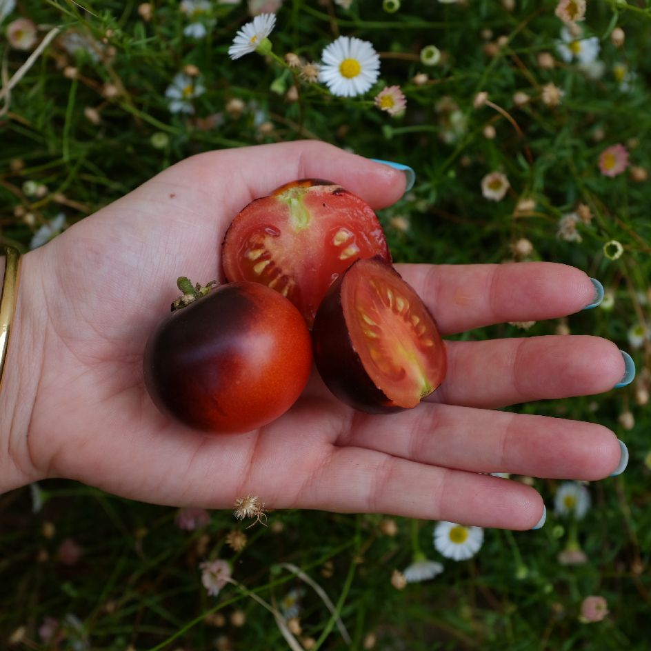 la-bo-te-graines-tomate-tartufo-cerise-graines-l-gumes-bio-naine image 2