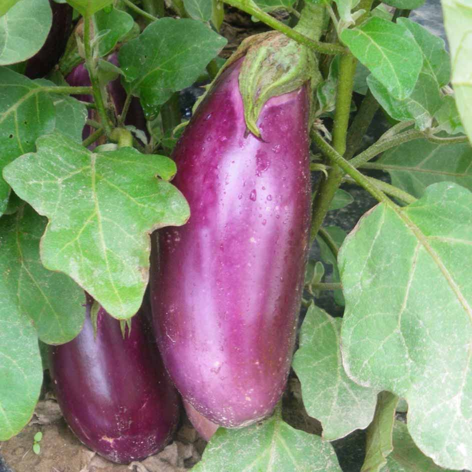 la-bo-te-graines-aubergine-violette-de-toulouse-graines-bio image 1