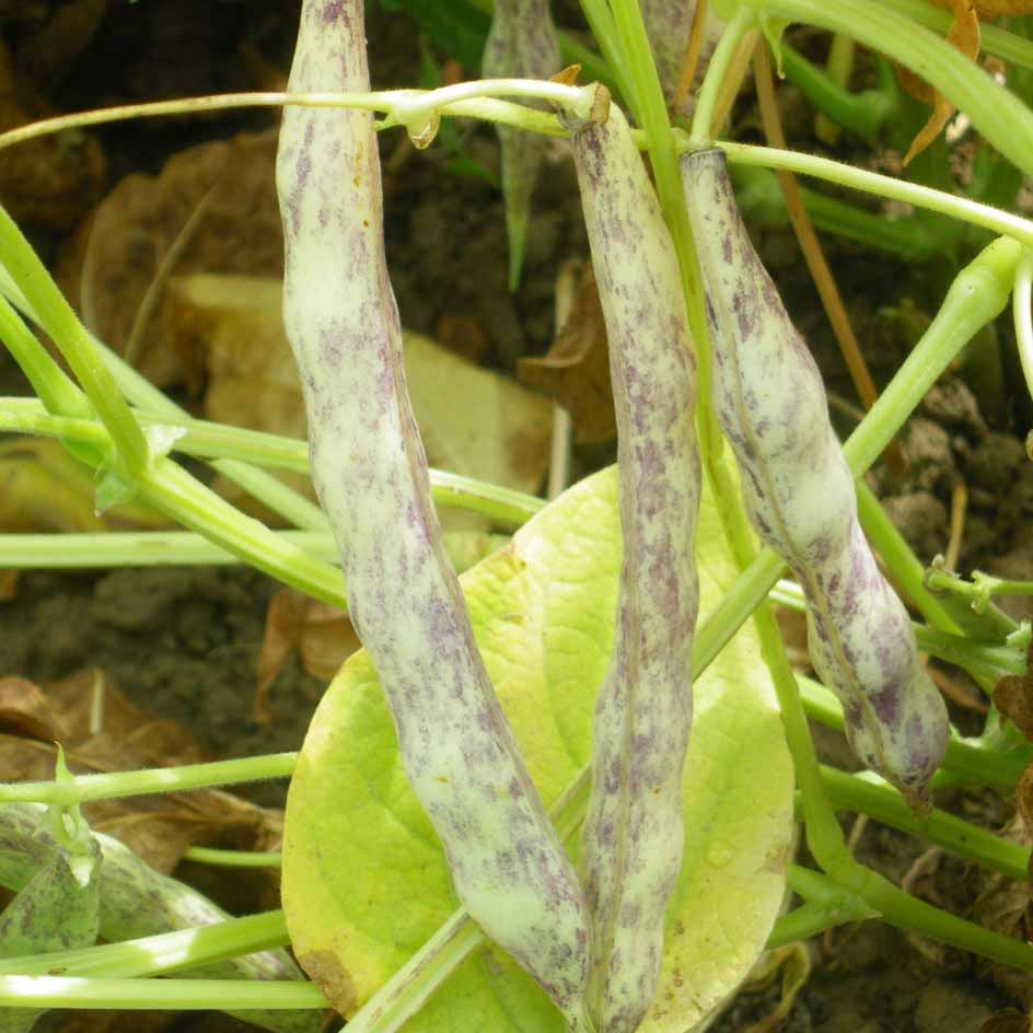 la-bo-te-graines-haricot-coco-paimpol-bio-graines-tr-s-productif image 4