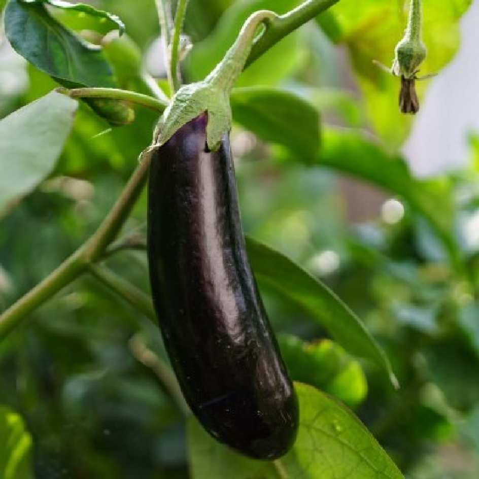 la-bo-te-graines-aubergine-de-barbentane-graines-bio-30-cm image 3